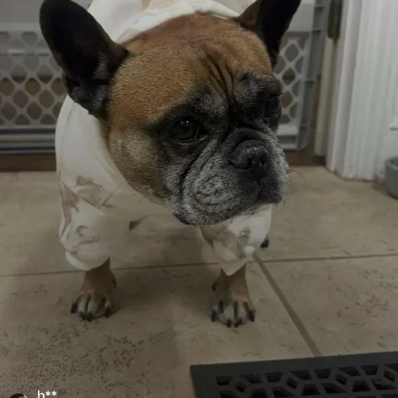 COMFRT PAWS CAMO DOG HOODIE - Picture 11 of 16